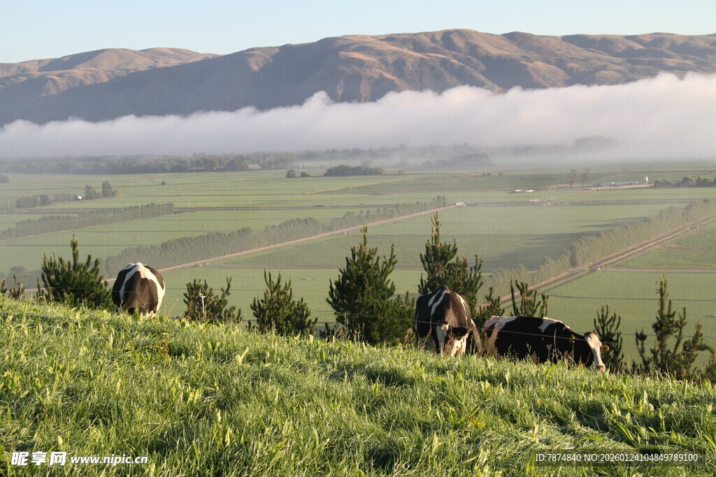 新西兰奶牛牧场
