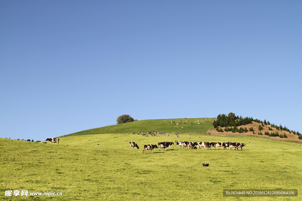 新西兰牛奶牧场