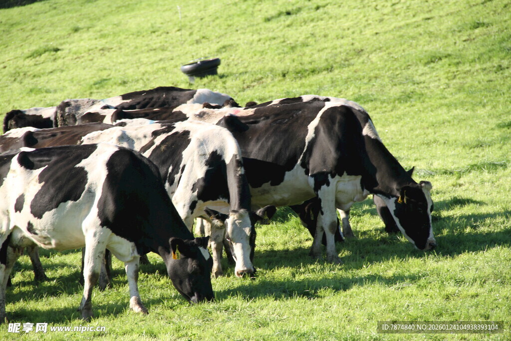 新西兰奶牛牧场