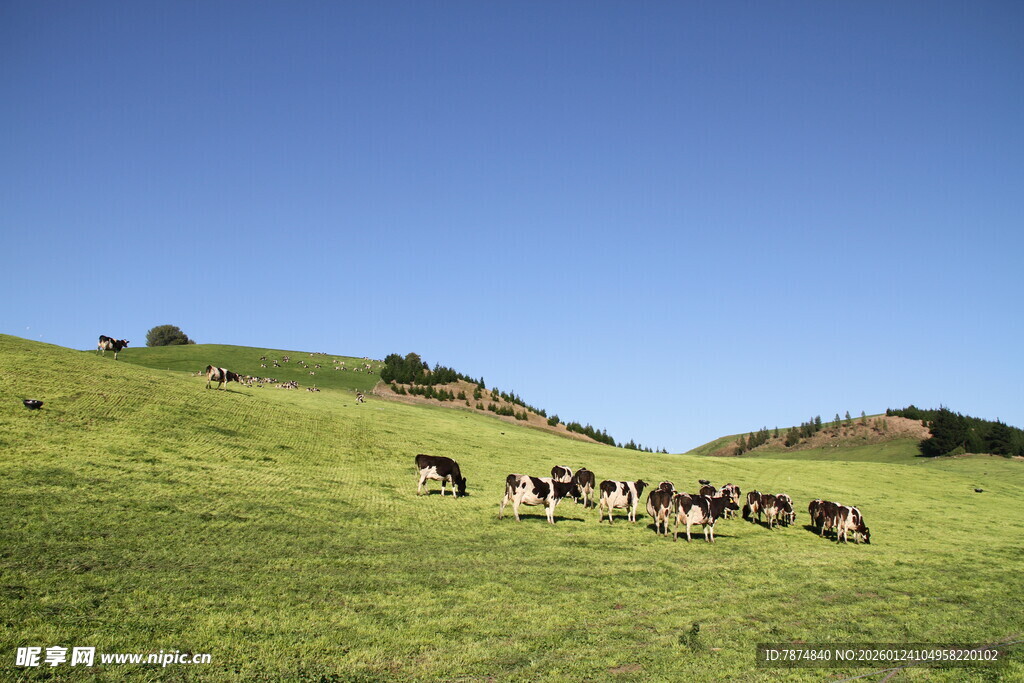 新西兰奶牛牧场