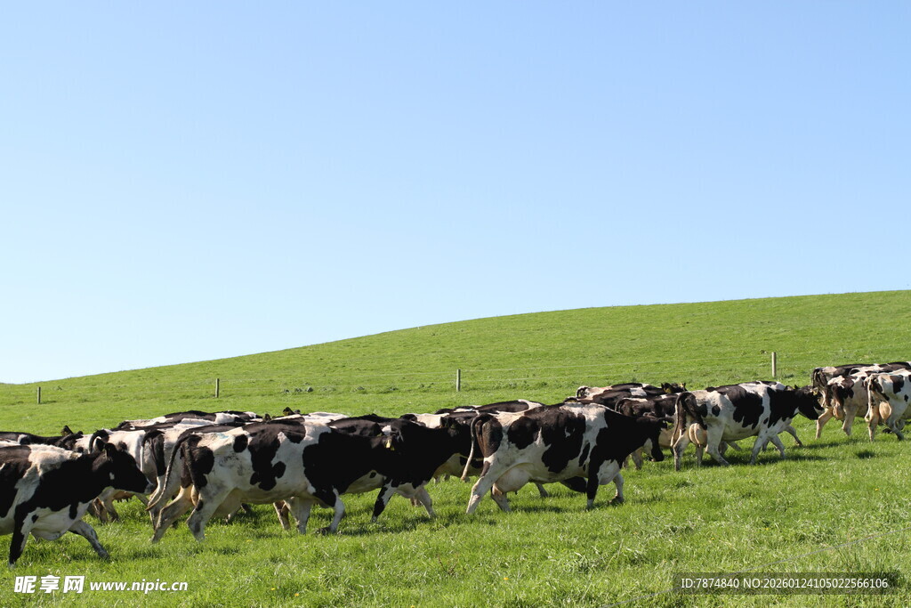 新西兰牛奶牧场