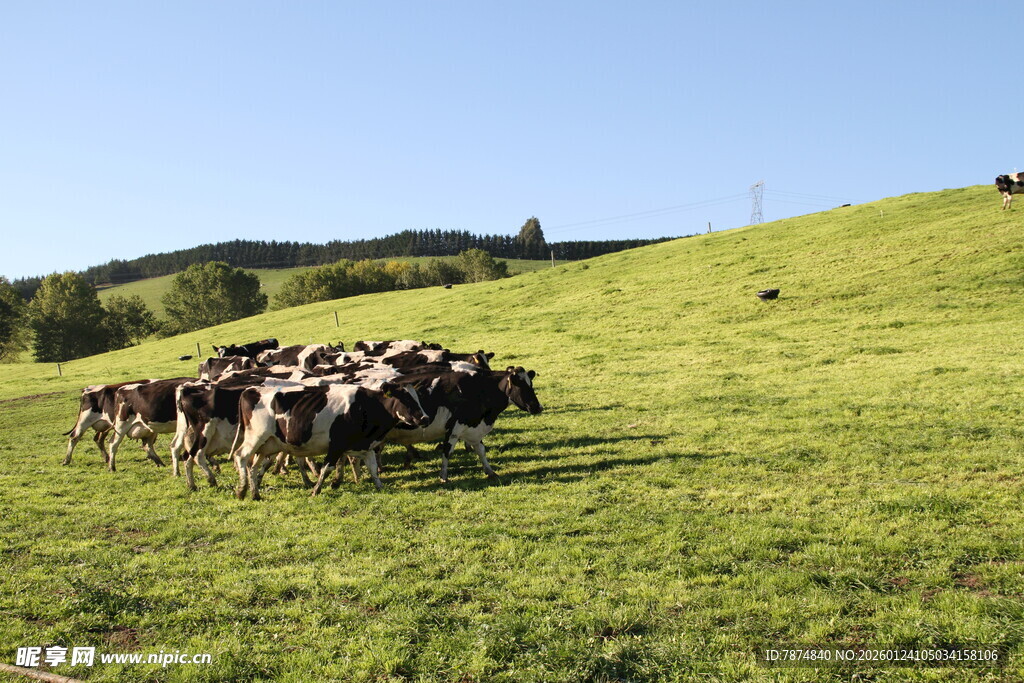 新西兰牛奶牧场