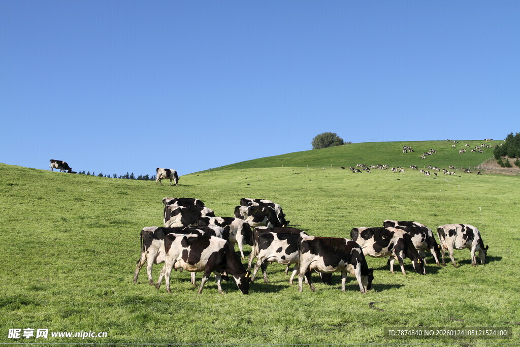 新西兰牛奶牧场