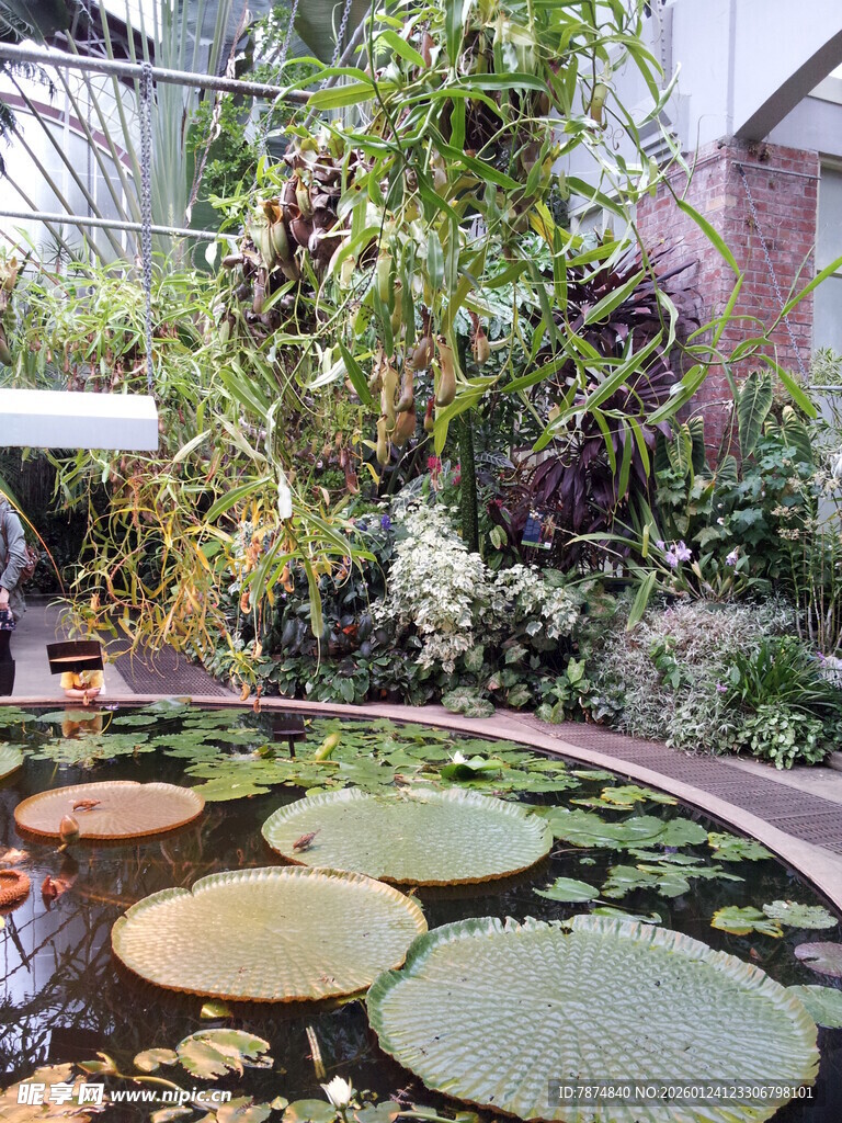 室内水景中的繁茂水生植物