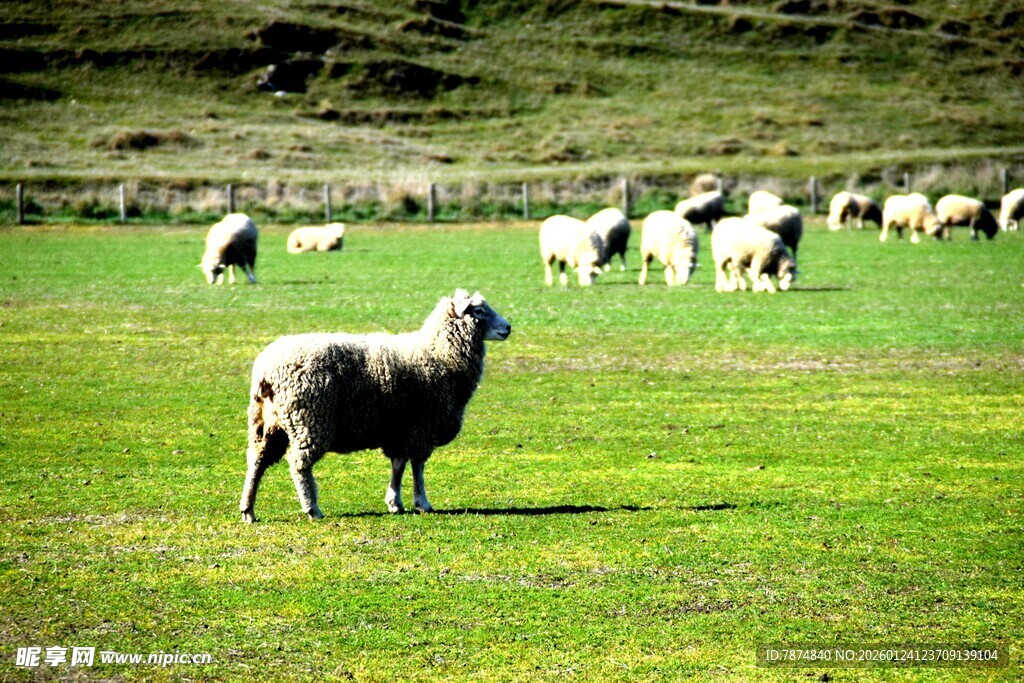草原上的羊群