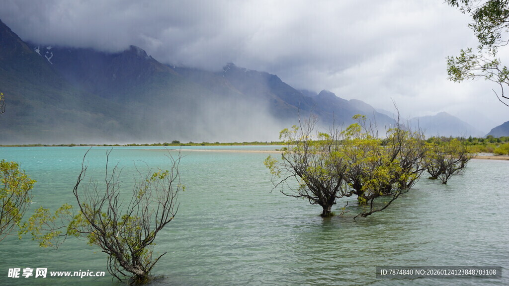 湖畔孤树 山水间的静谧之景