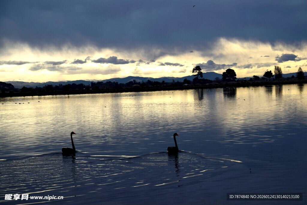 湖畔双鹅游弋的静谧时刻