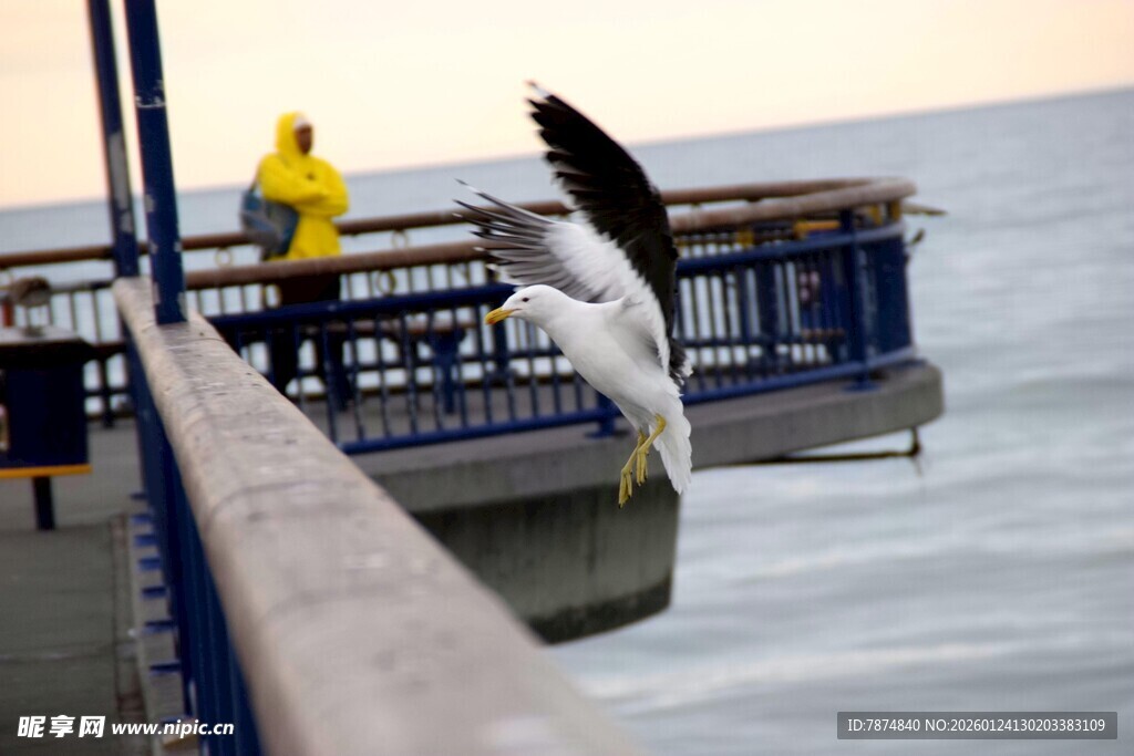 海鸥在码头展翅欲飞