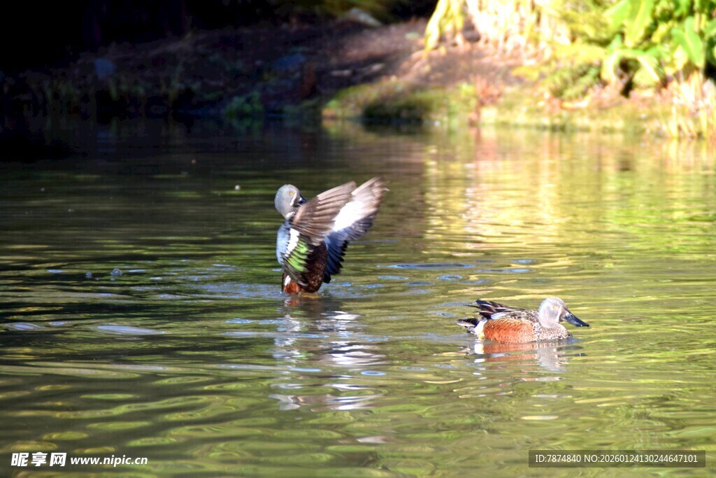 水面上的野鸭展翅瞬间