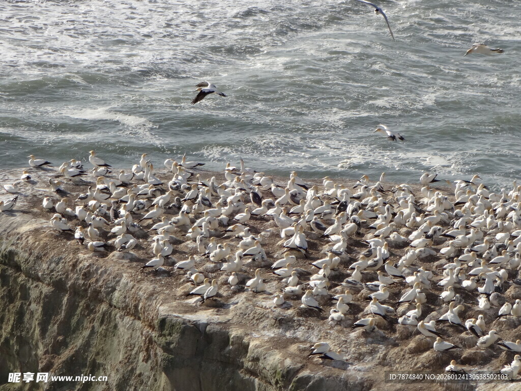 悬崖上的密集海鸥群