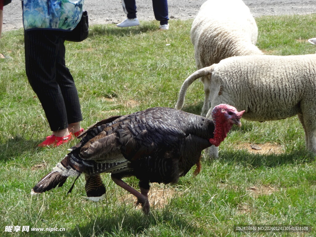 草地上的火鸡与羊