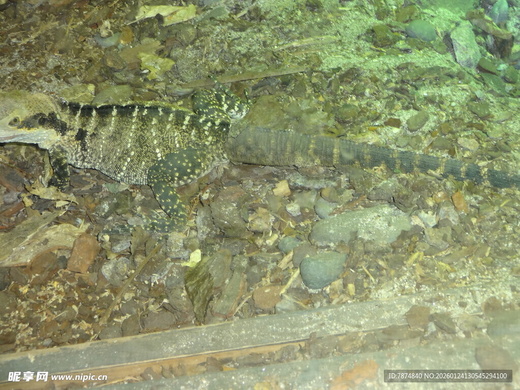水中的鳄鱼