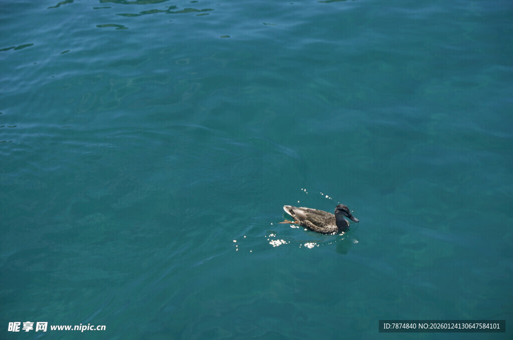 海面上独自游泳的鸟儿