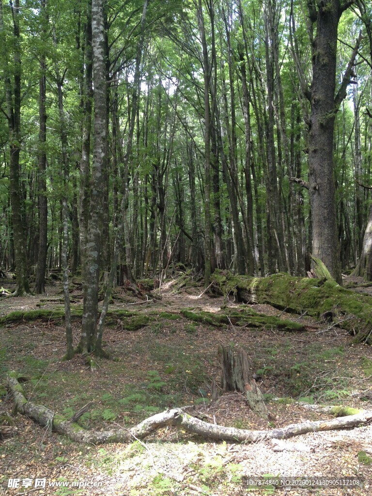 静谧森林中的自然景象