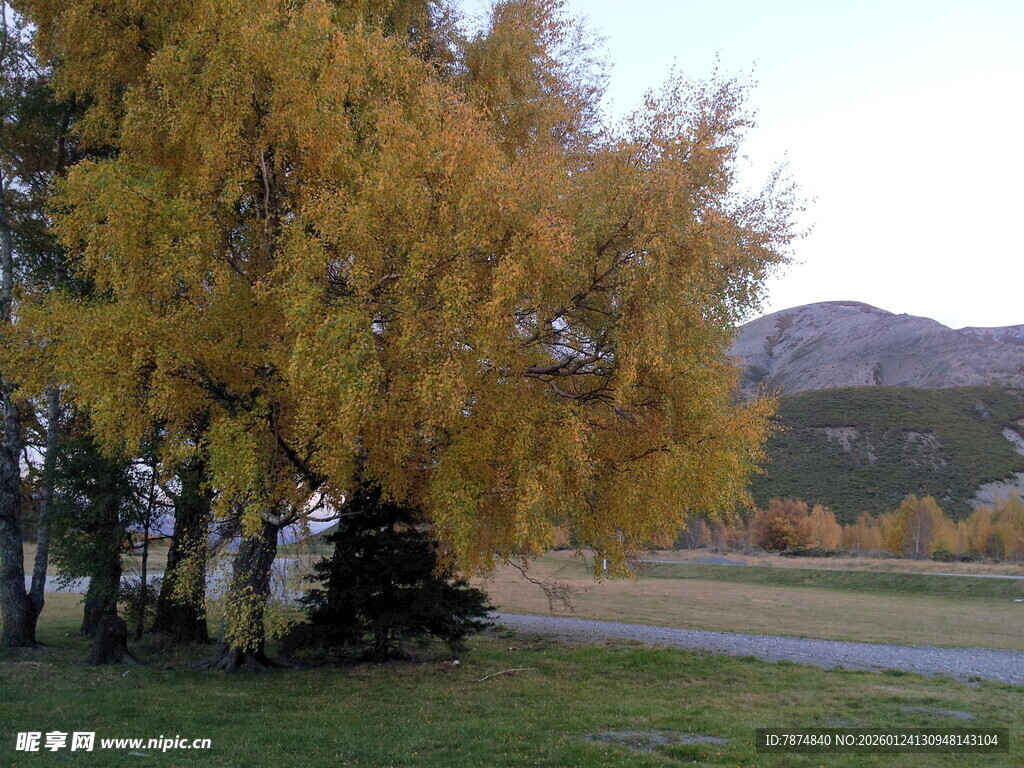秋日金黄树木风景图