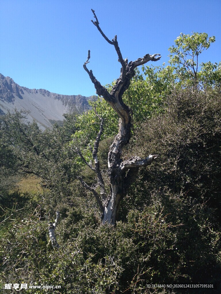 山间枯树立于葱郁植被间