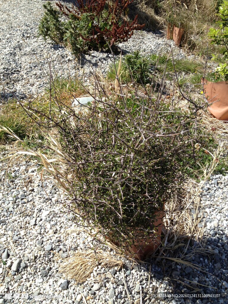 地面上的一丛绿植