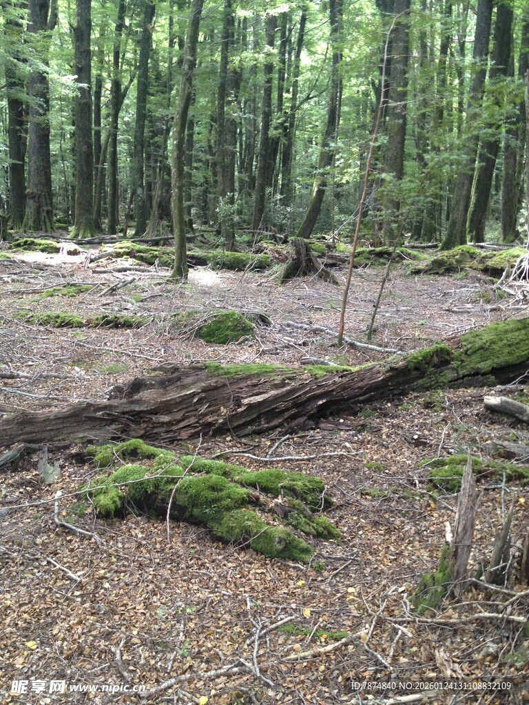 静谧森林中的倒木与苔藓