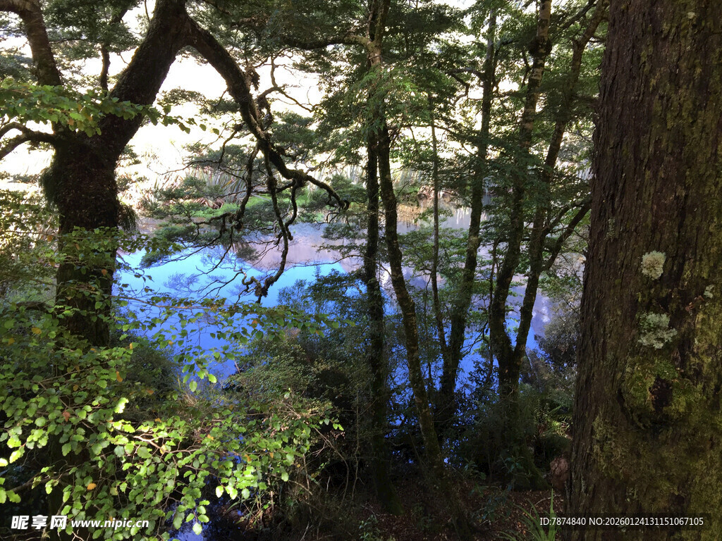 林间蓝湖 静谧自然之景