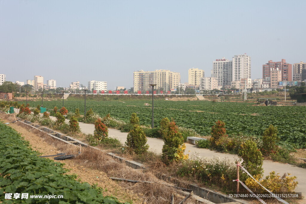 城郊田园与远处高楼景观