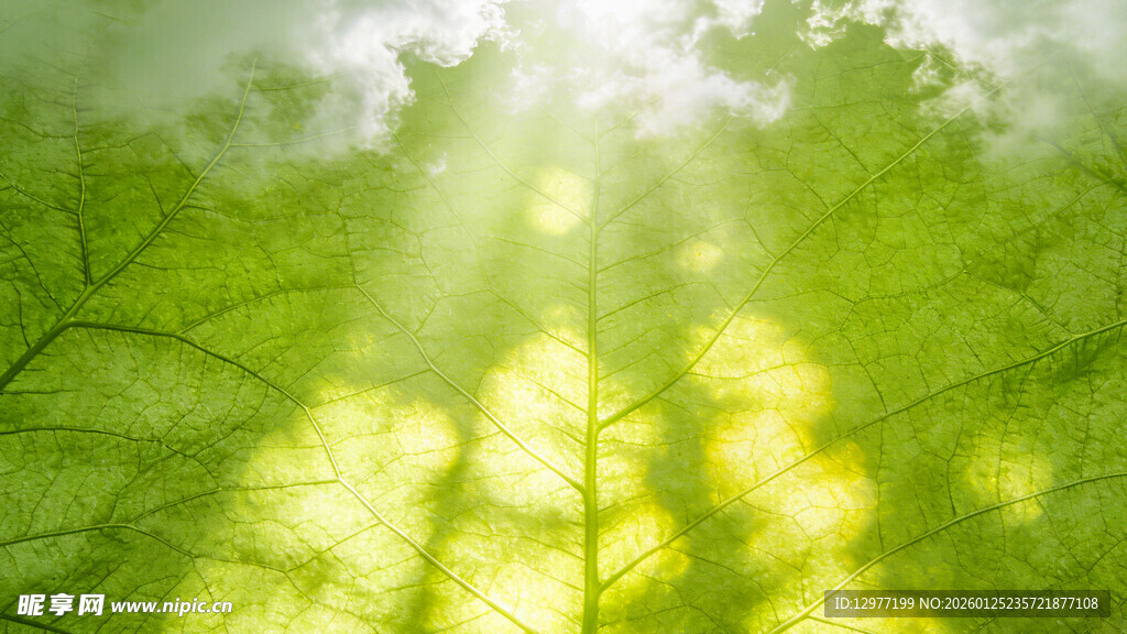 阳光穿透绿叶的清新景象