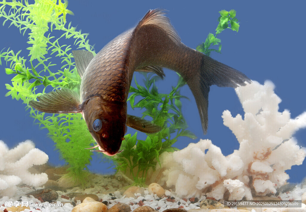 鱼缸中的观赏鱼与珊瑚