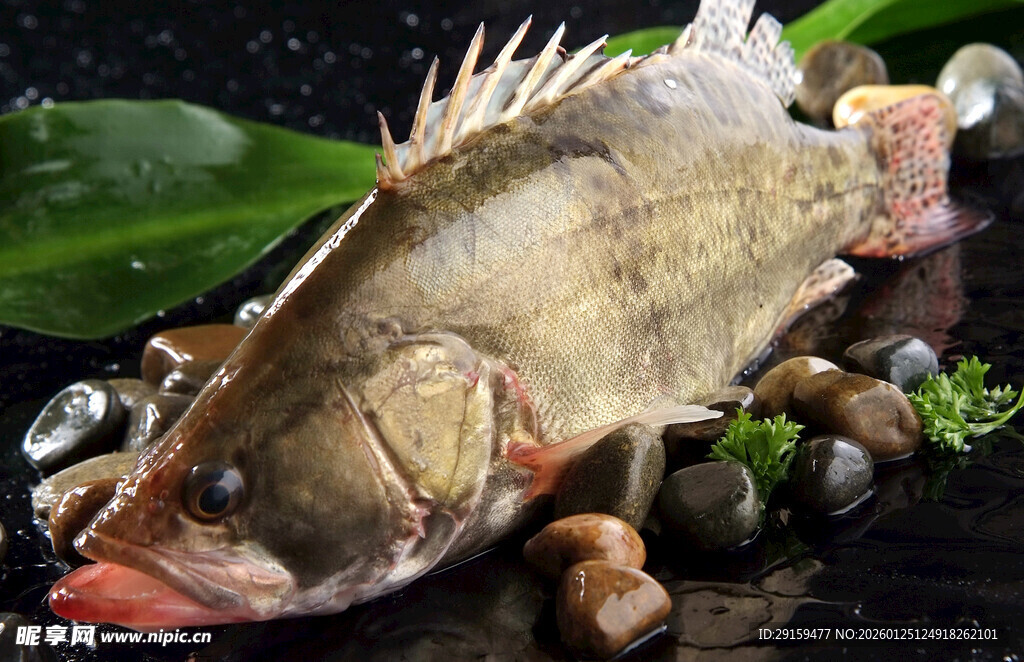 新鲜鲈鱼配贝类海鲜