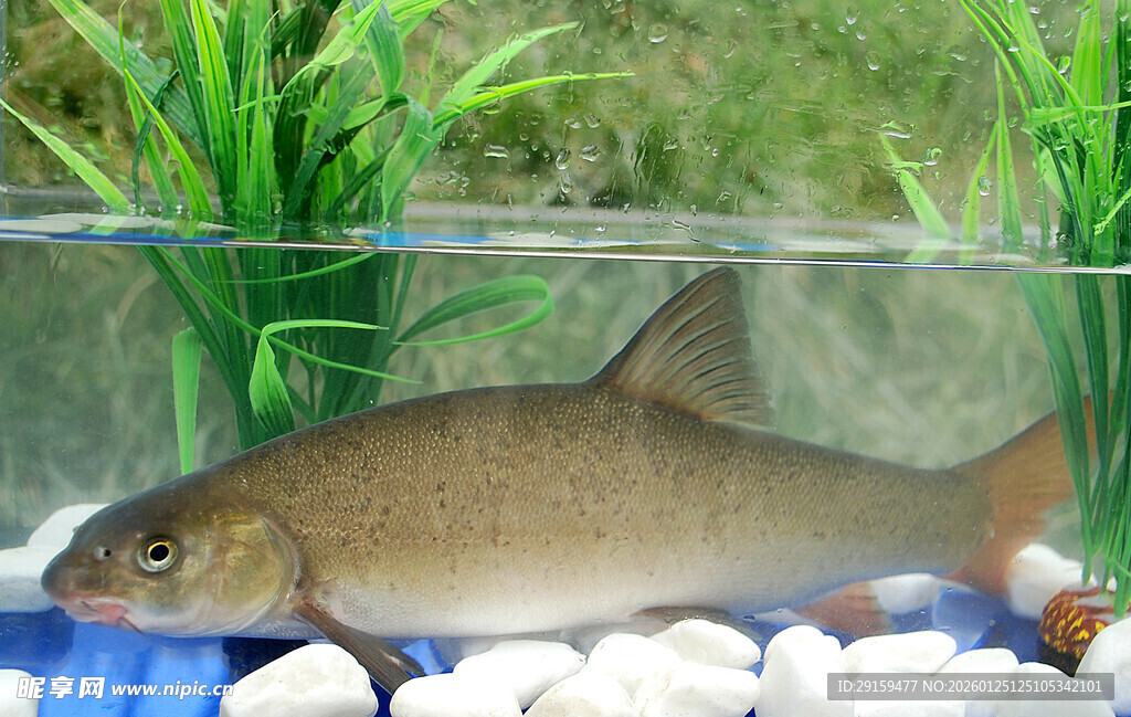 缸中褐色鱼
