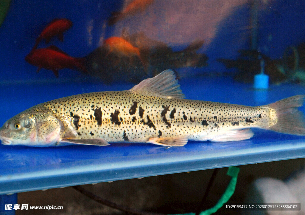 水族箱中的花纹独特小鱼