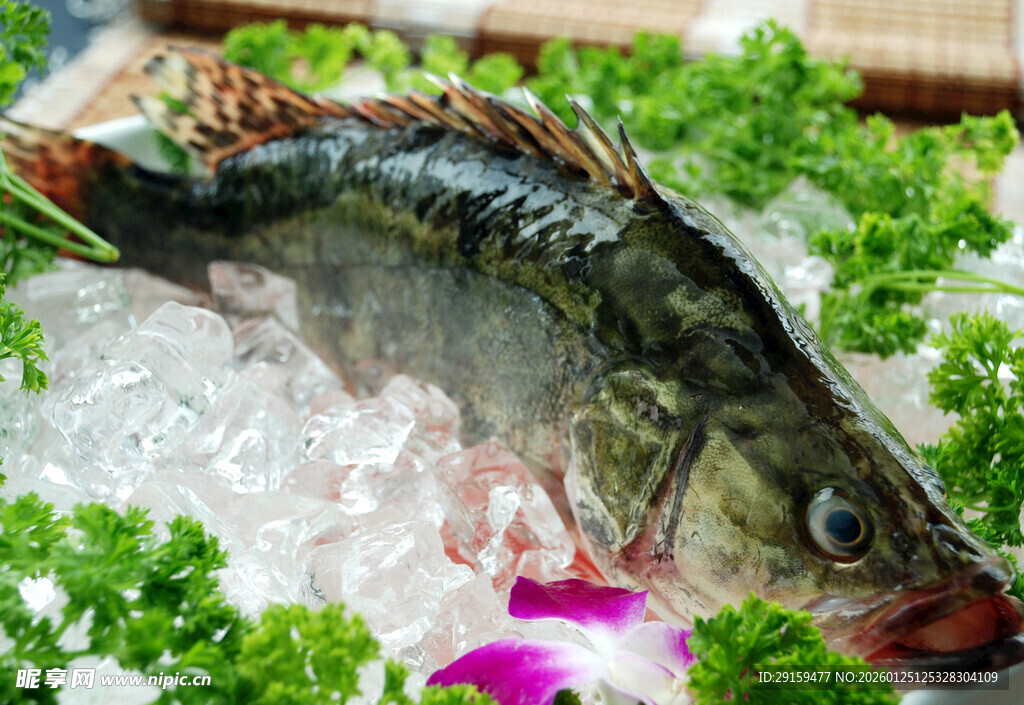 冰鲜鲈鱼配翠绿蔬菜