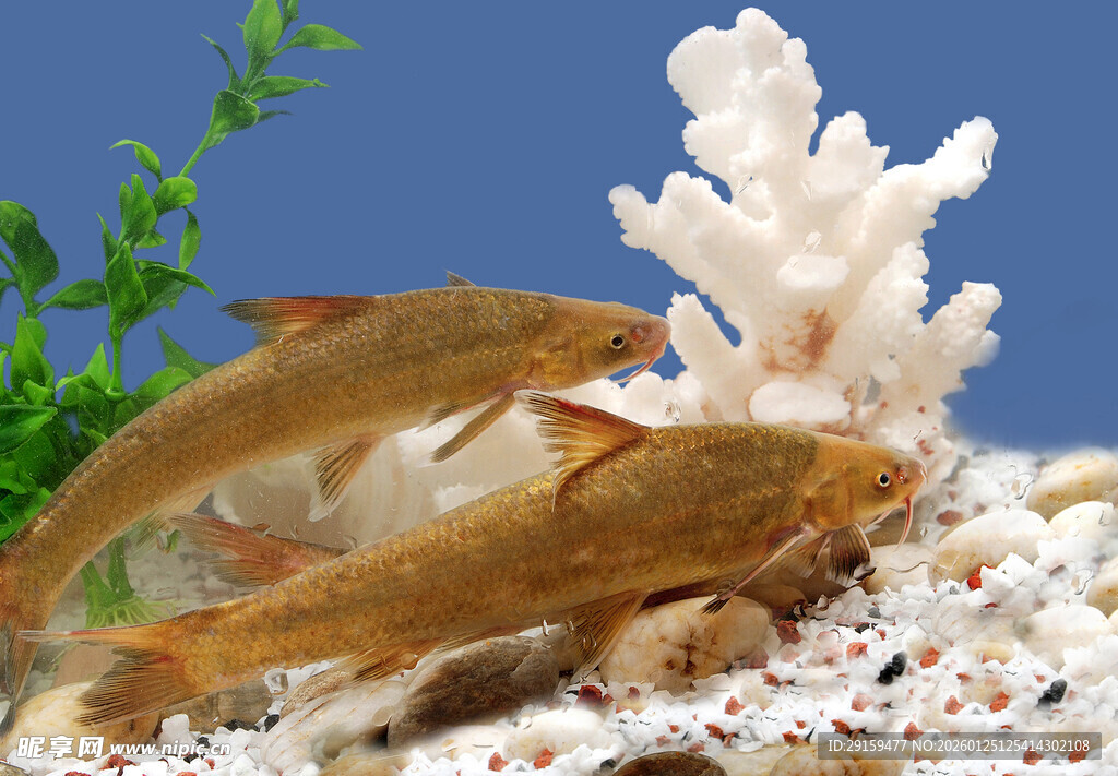 缸中双鱼伴珊瑚