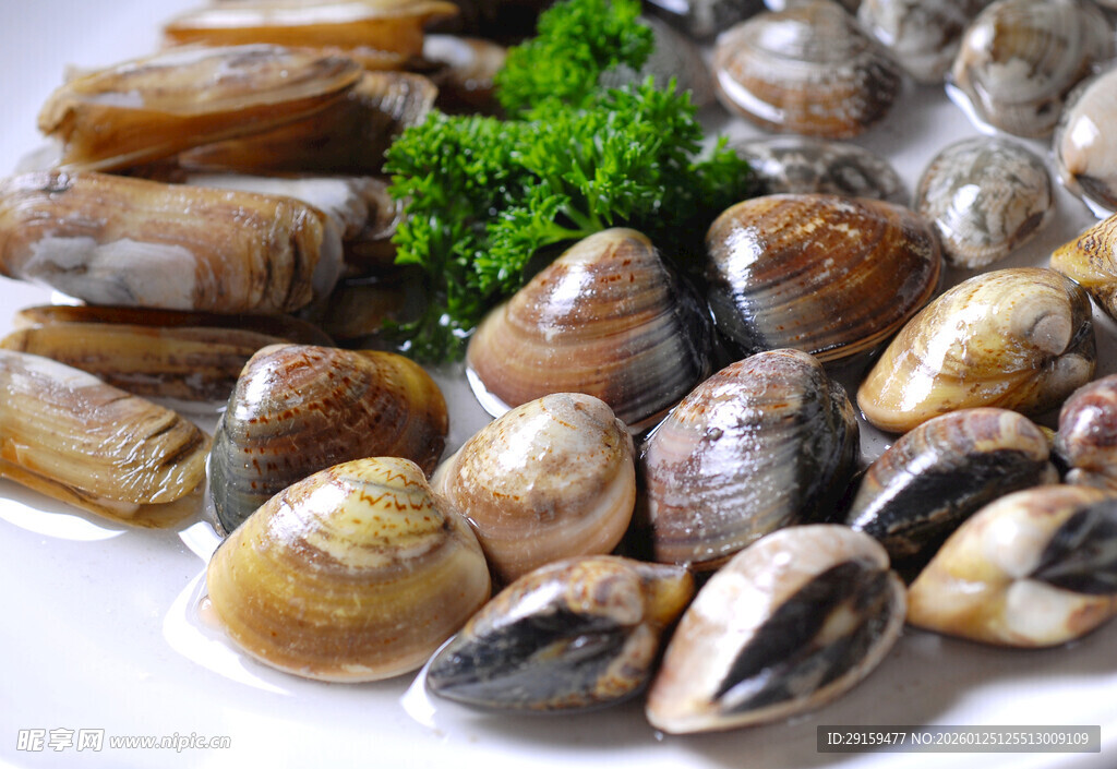 新鲜蛤蜊摆盘