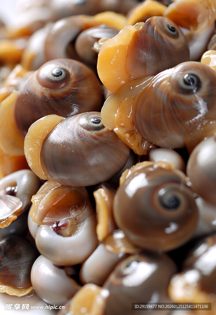 新鲜螺蛳特写