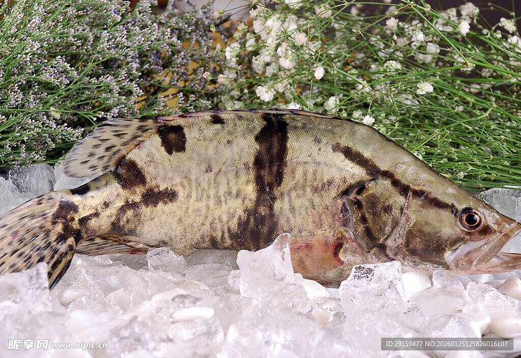 趴在冰上的独特花纹鱼类