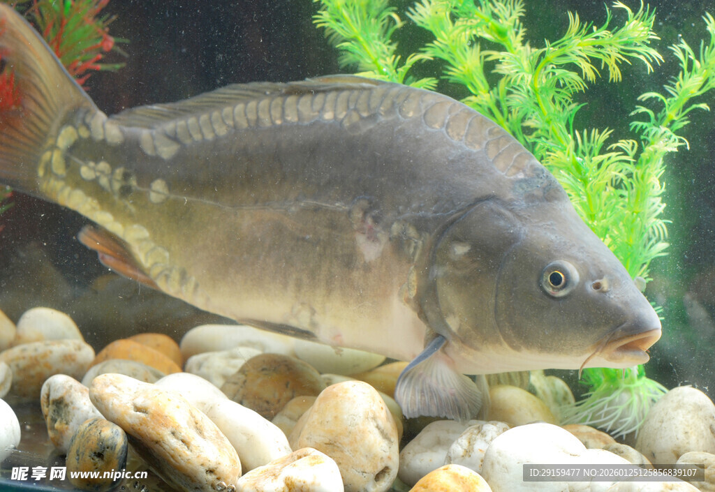 鱼缸中的灰色鲤鱼