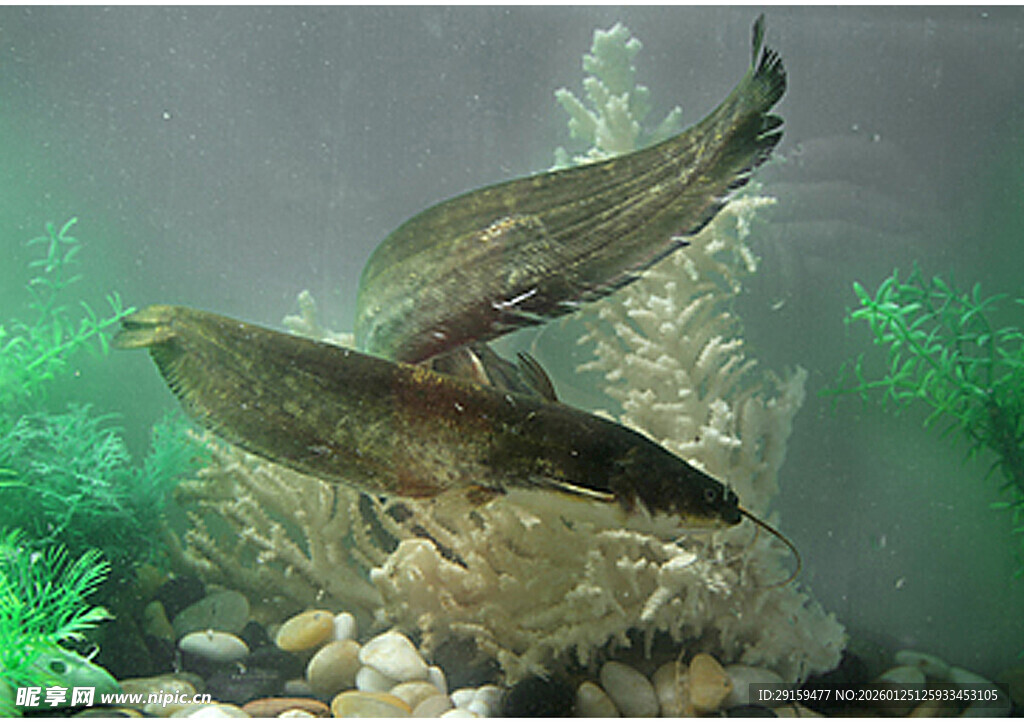 水族箱中的双飞观赏鱼