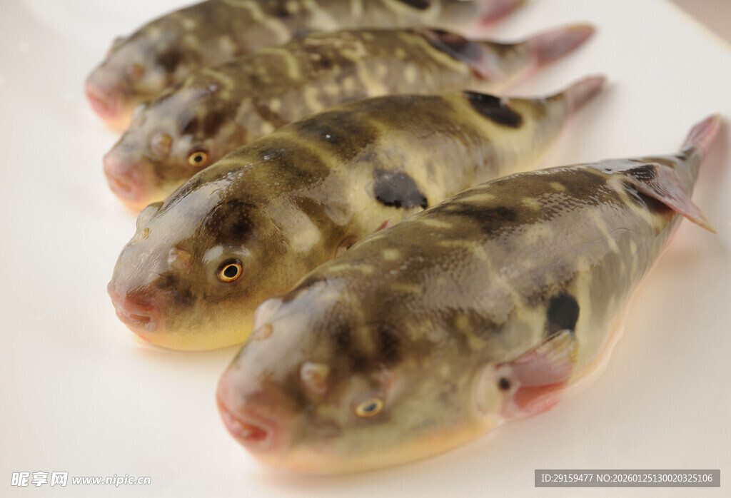 一排可爱的河豚鱼