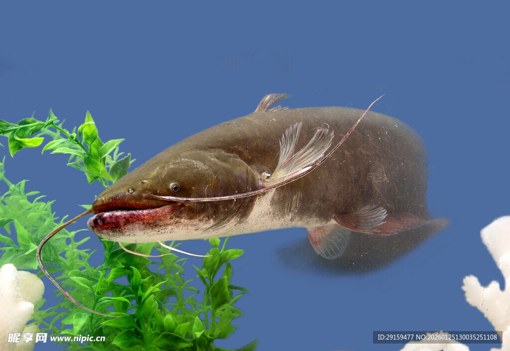 水中游动的奇异生物