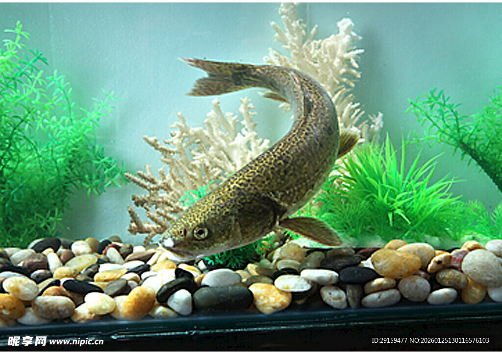 鱼缸中的灵动鱼儿