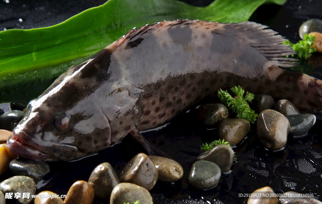 石斑鱼卧于贝壳绿叶间