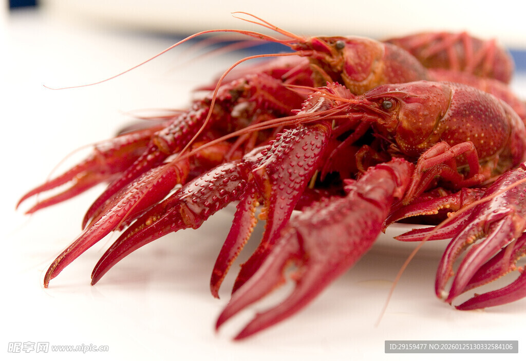 鲜活小龙虾特写