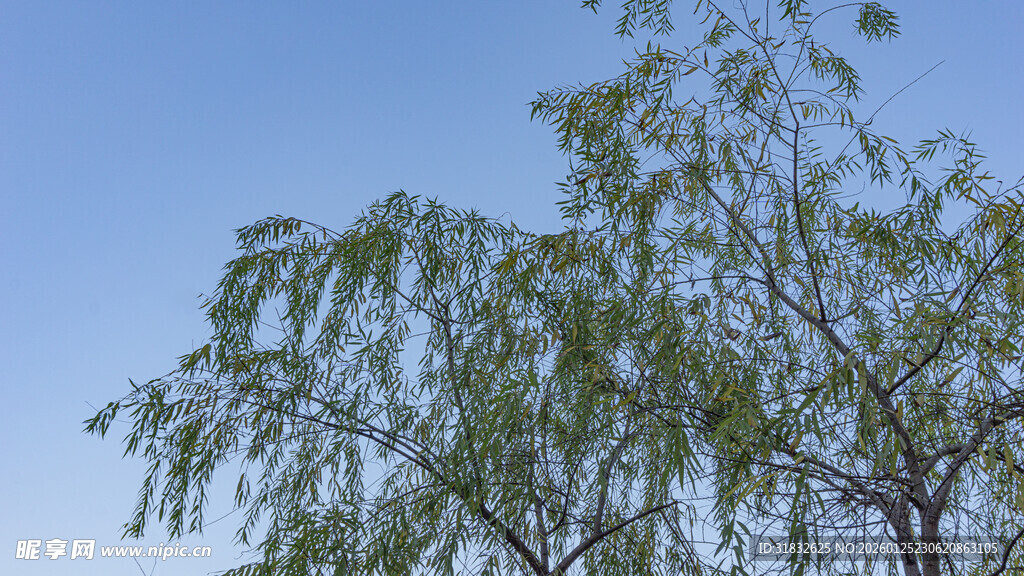 蓝天映衬下的翠绿柳树