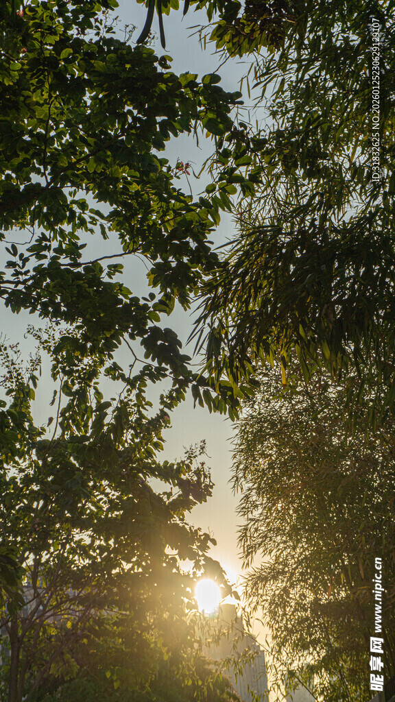 林间晨光洒下的静谧时刻