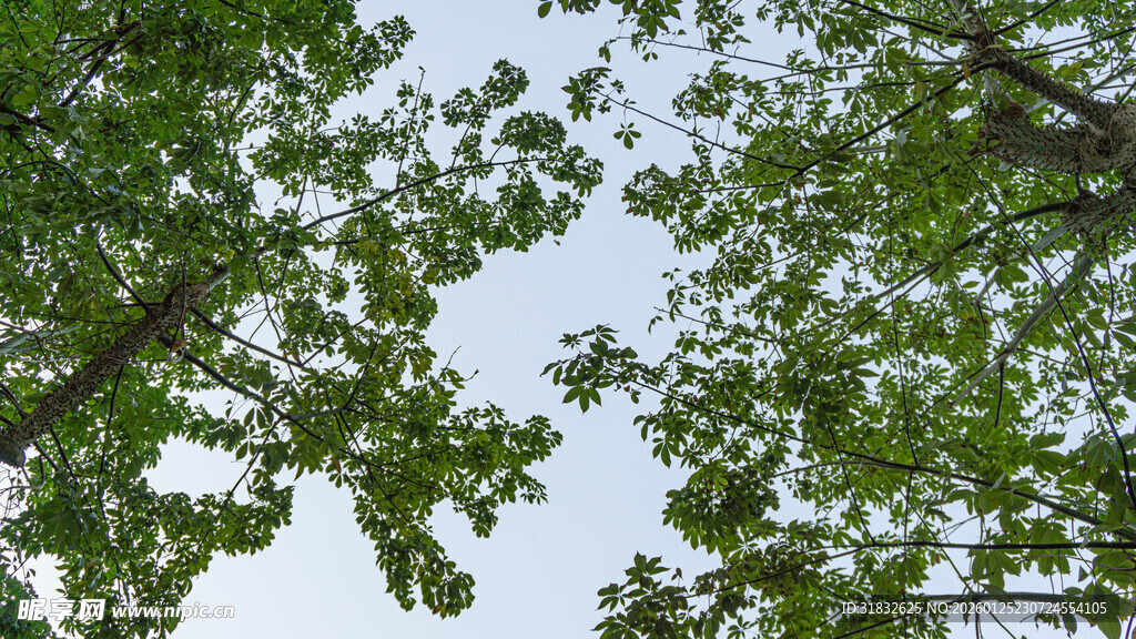 仰视绿树蓝天