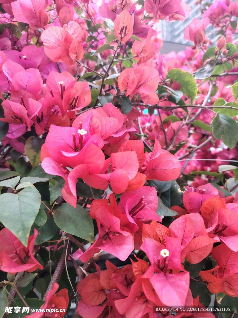 艳丽三角梅绽放