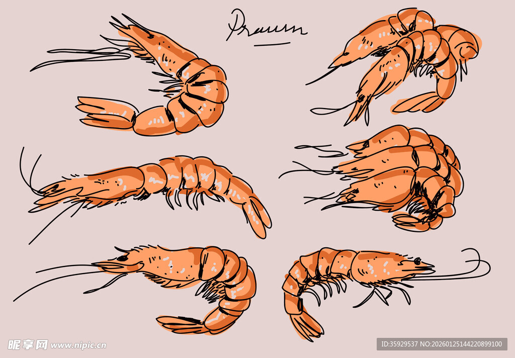 手绘风格的多样鲜虾展示