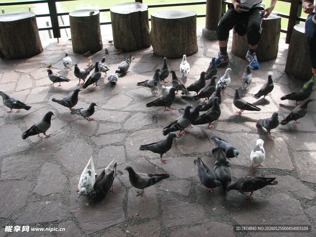广场上的群鸽