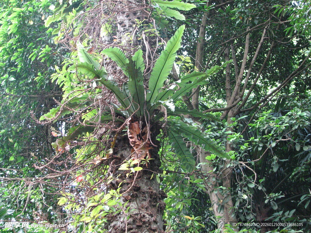茂密丛林中的独特蕨类植物