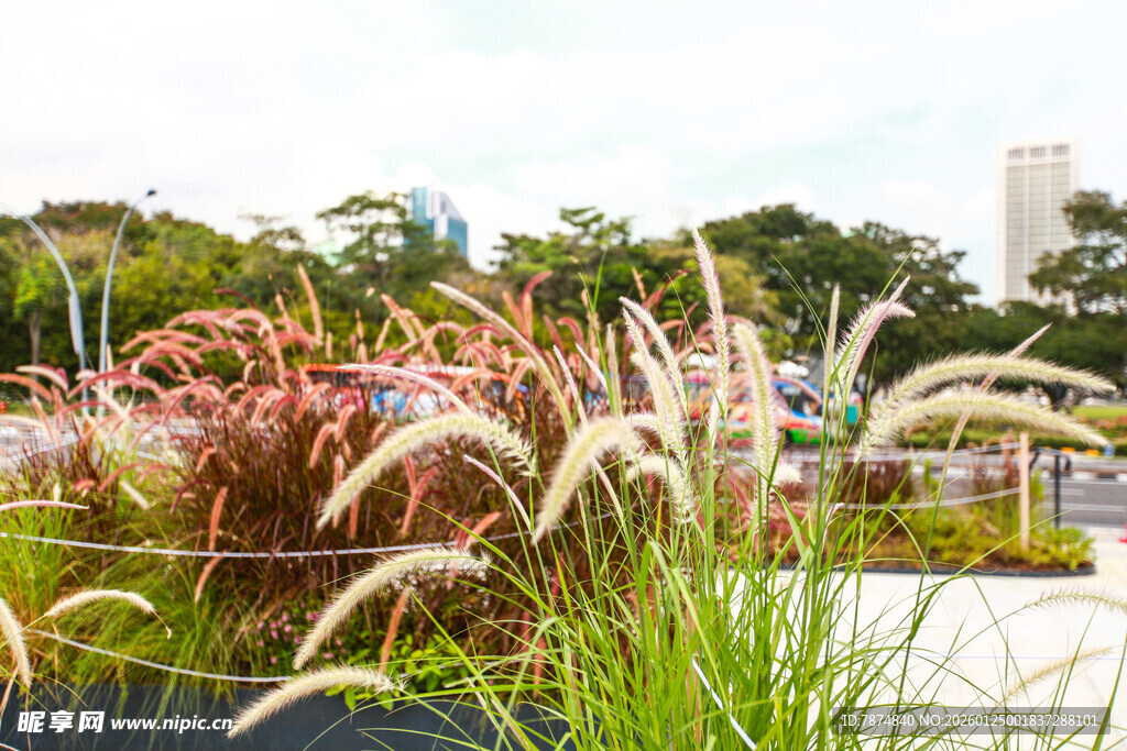 户外多彩观赏草景观