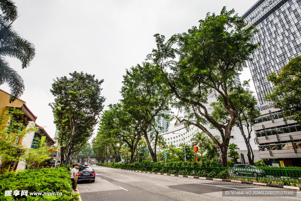城市林荫道路景观